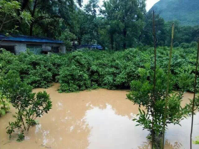 水災(zāi)后柑橘樹(shù)如何護(hù)理？